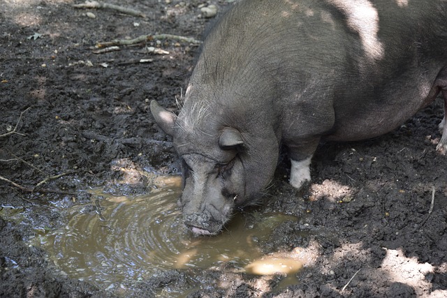 的战略目标 的战略目标